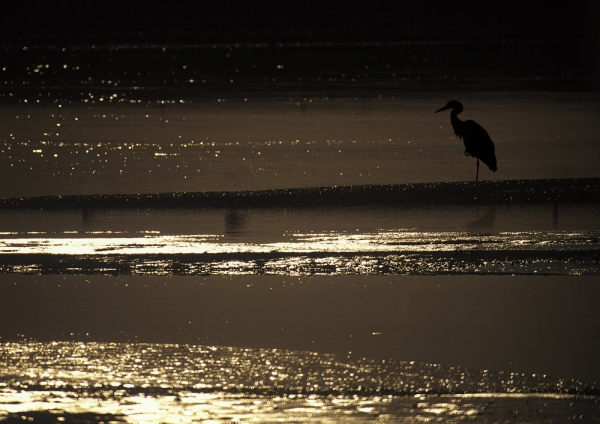 A silhouette of a heron fishing