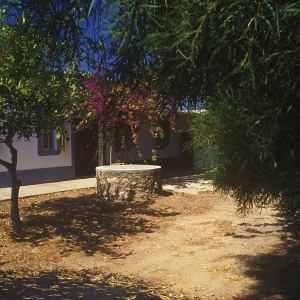 An Ibiza cottage with bourgainvilias and olive trees