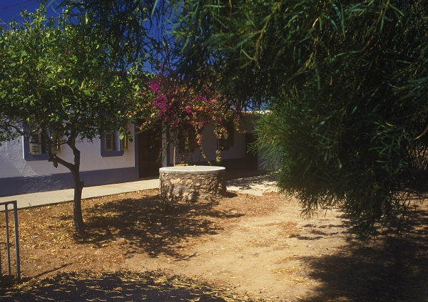 An Ibiza cottage with bourgainvilias and olive trees