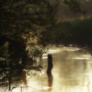 Early morning mist on a lowland river