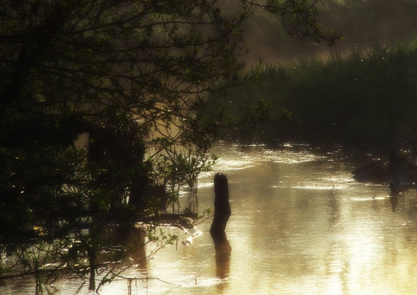 Early morning mist on a lowland river