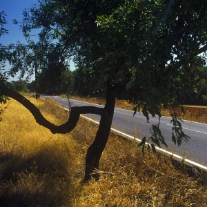 A road through an Ibiza olive grove