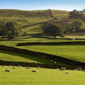 Stone walls in the Yorkshire Dales