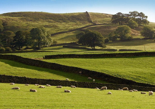 Stone walls in the Yorkshire Dales