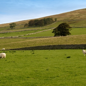 Grazing sheep in the Yorkshire Dales National Park