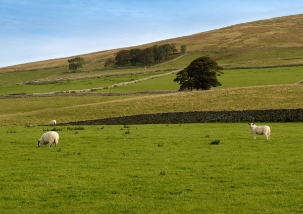 Grazing sheep in the Yorkshire Dales National Park