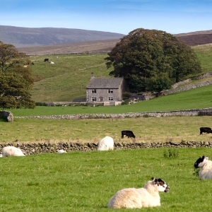 Sheep farming in the Yorkshire Dales National Park