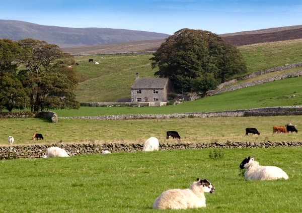 Sheep farming in the Yorkshire Dales National Park