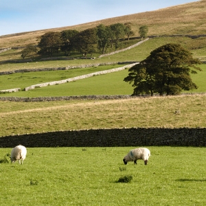 Yorkshire Dales landscape