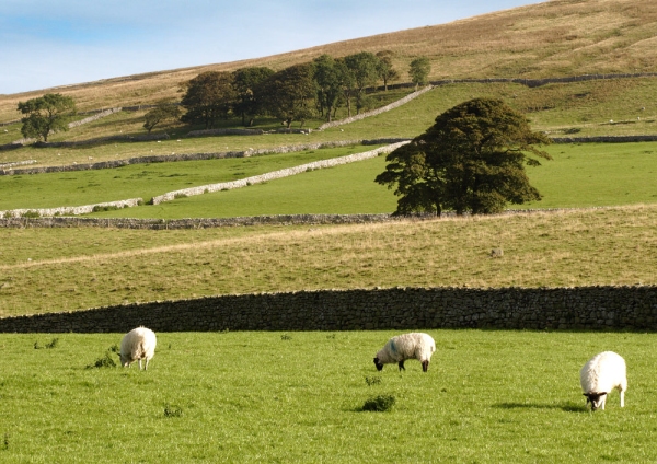 Yorkshire Dales landscape