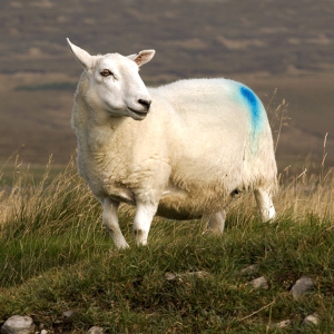 A sheep on a Welsh mountain top