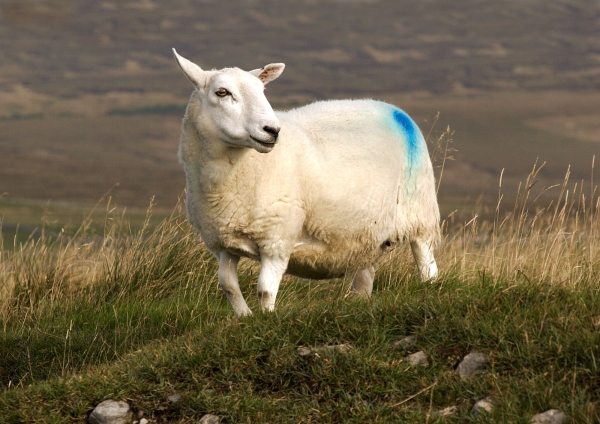 A sheep on a Welsh mountain top