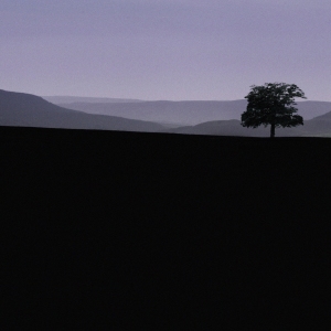 silhouette of a single tree on the horizon