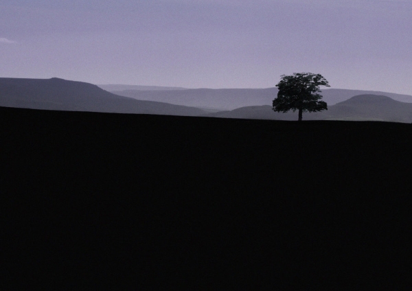 silhouette of a single tree on the horizon