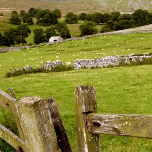 Hill farming in the Yorkshire Dales National Park