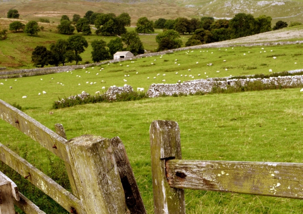 Hill farming in the Yorkshire Dales National Park