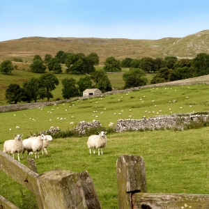 Sheep and stone walls in the Yorkshire Dales National Park