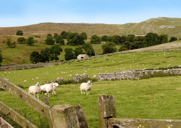 Sheep and stone walls in the Yorkshire Dales National Park