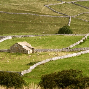 Stone walls and stone barns on the Yorkshire Dales National Park