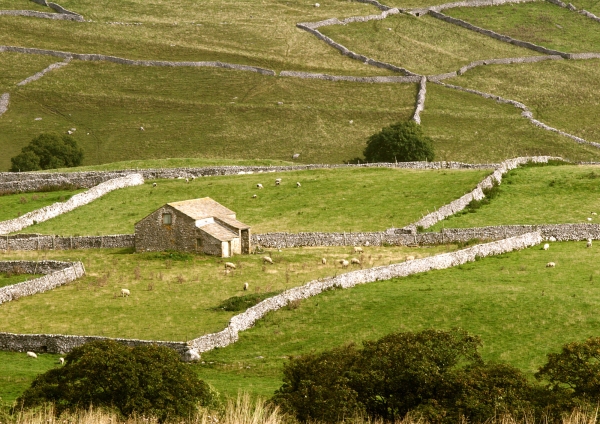 Stone walls and stone barns on the Yorkshire Dales National Park