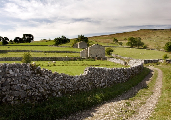 Stone walls and hill farms in the Yorkshire Dales National Park