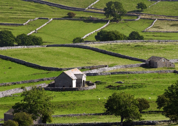 Stone walls and stone barns on a Yorkshire Dales hill farm