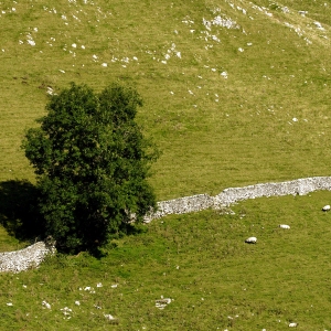 An oak tree and a stone wall on a Yorkshire Dales hill farm