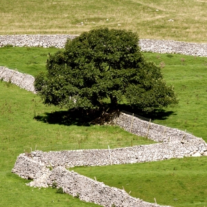 Zigzag stone walls on a Yorkshire Dales hill farm