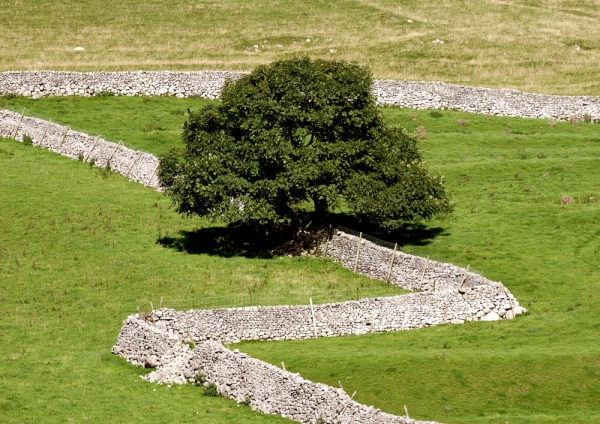 Zigzag stone walls on a Yorkshire Dales hill farm