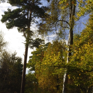 A forest in autumn, with coniferous and deciduous trees