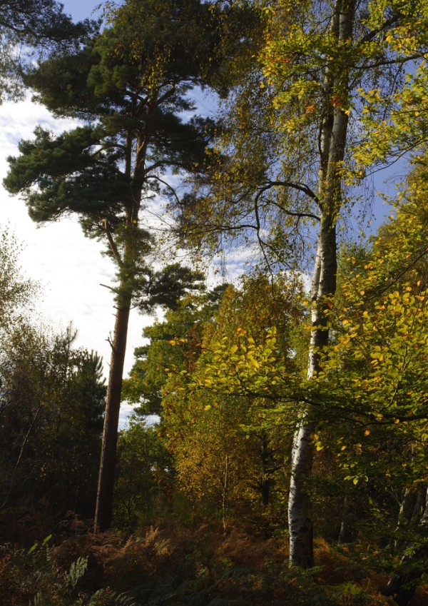 A forest in autumn, with coniferous and deciduous trees