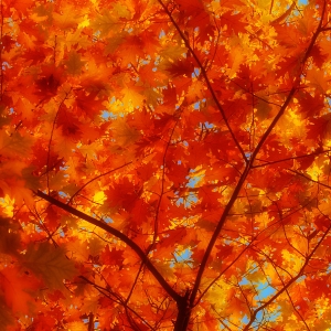 Brightly coloured autumn leaves with sunshine backlighting