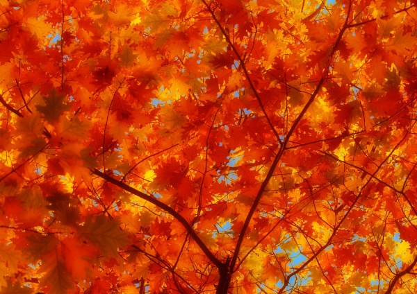 Brightly coloured autumn leaves with sunshine backlighting