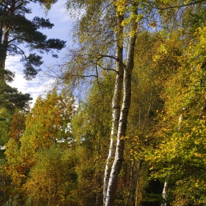 An autumn woodland with silver birch trees