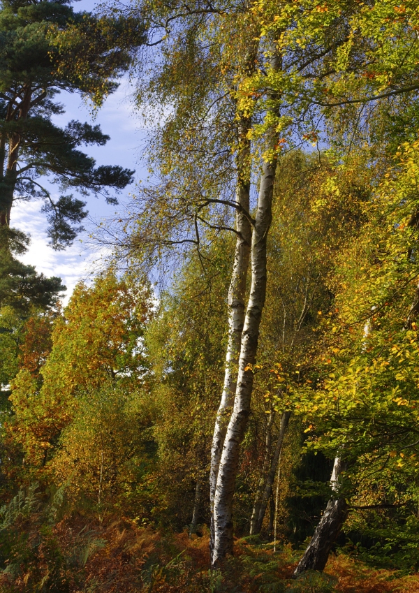 An autumn woodland with silver birch trees