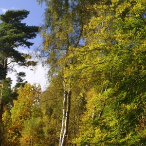 Autumn leaves in a deciduous woodland