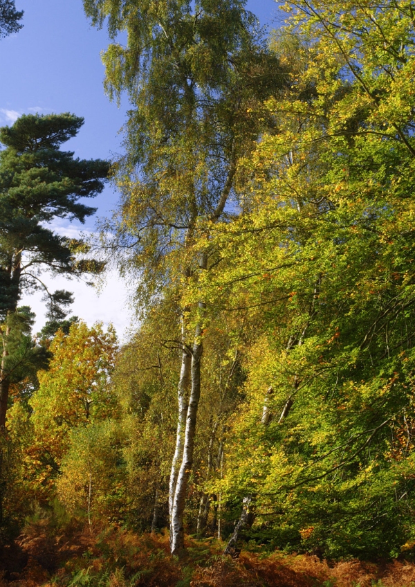 Autumn leaves in a deciduous woodland