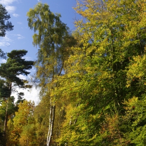 Deciduous woodland in autumn