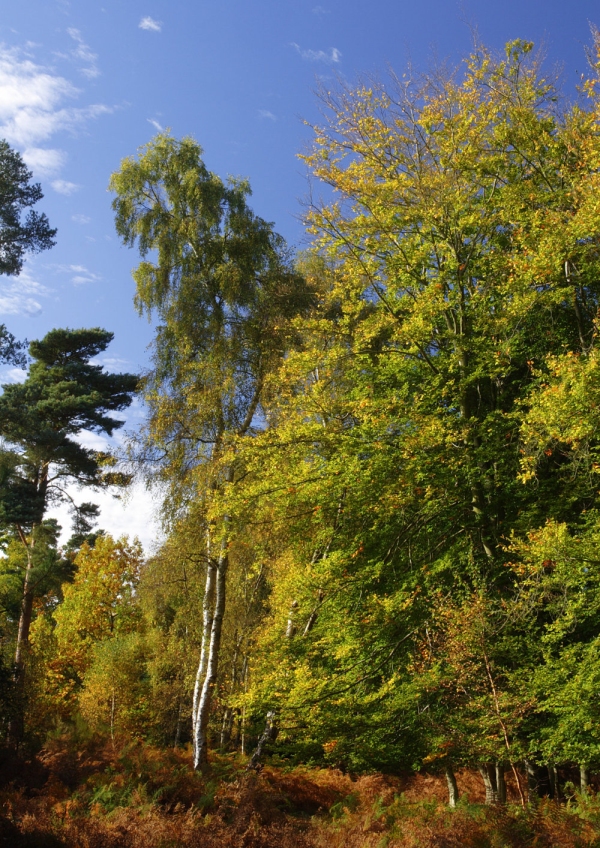 Deciduous woodland in autumn