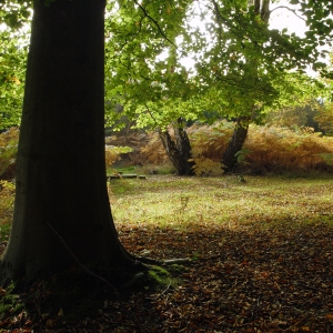 Deciduous or broadleaved woodland with bracken