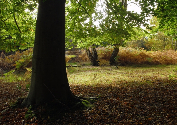 Deciduous or broadleaved woodland with bracken