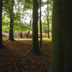 A dark deciduous wood in autumn