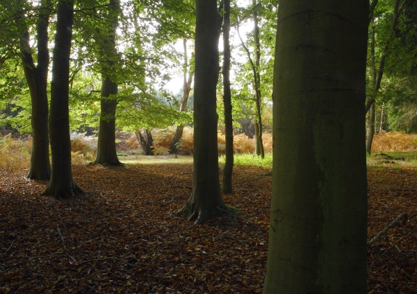 A dark deciduous wood in autumn