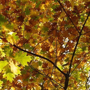 Autumn leaves on a maple tree