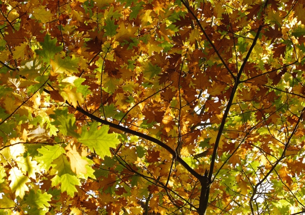 Autumn leaves on a maple tree