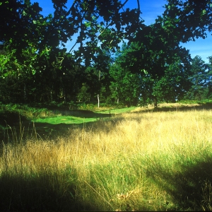 A woodland path in the springtime