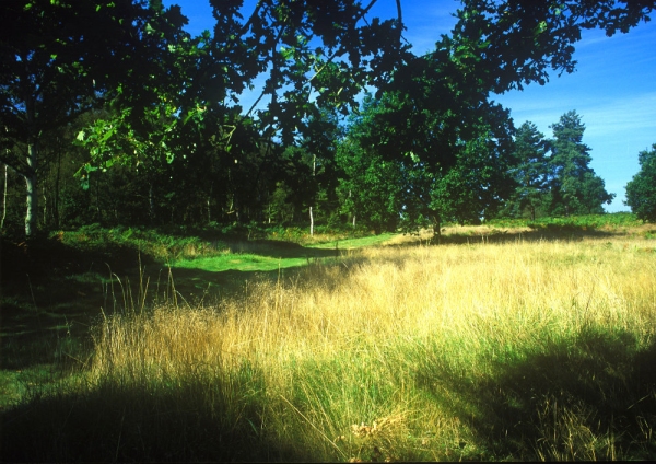 A woodland path in the springtime