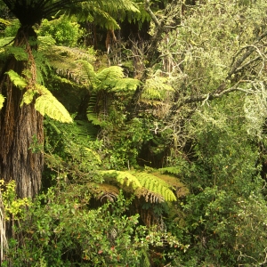 Jungle or rain forest vegetation in New Zealand