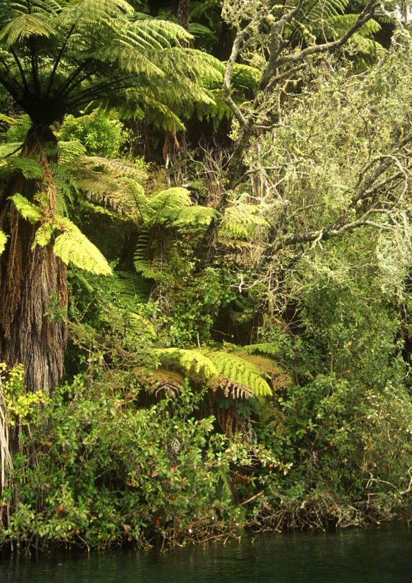 Jungle or rain forest vegetation in New Zealand