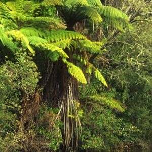 Jungle vegetation on a New Zealand river bank